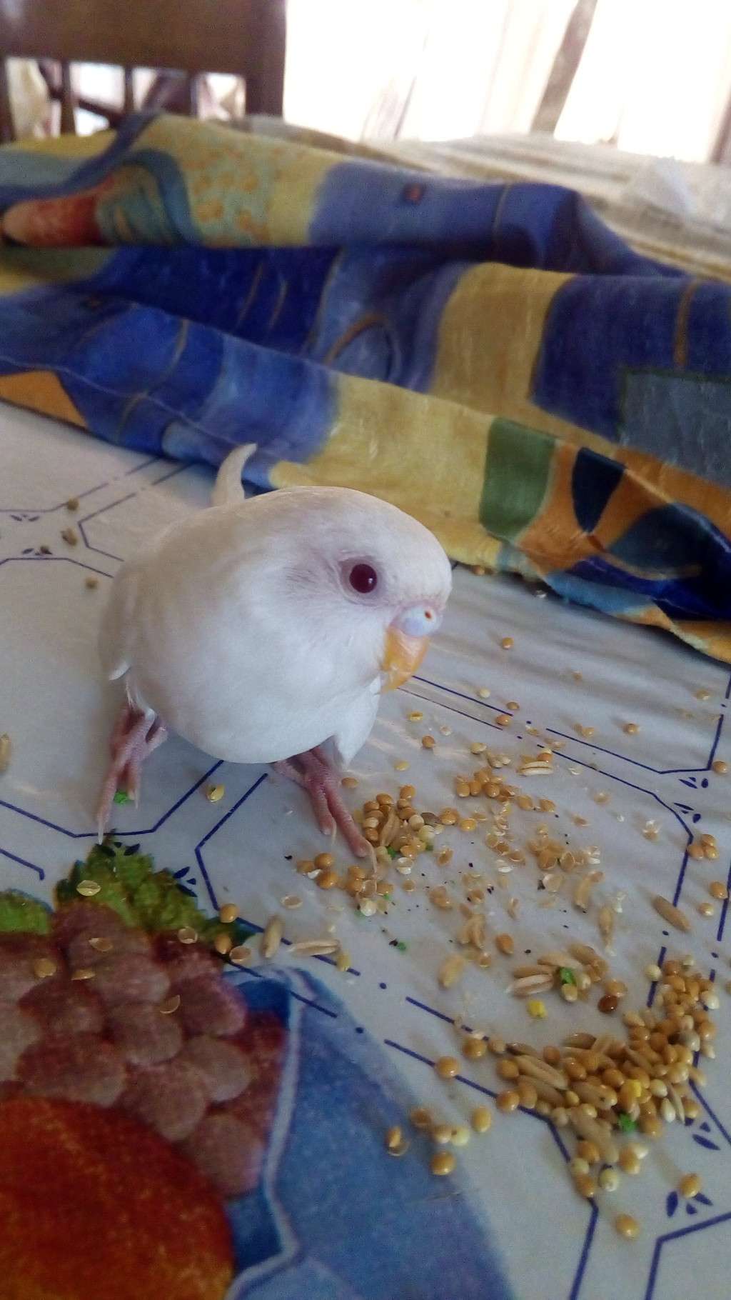 Coco albino *urgente*